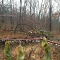 Jewels in the woods