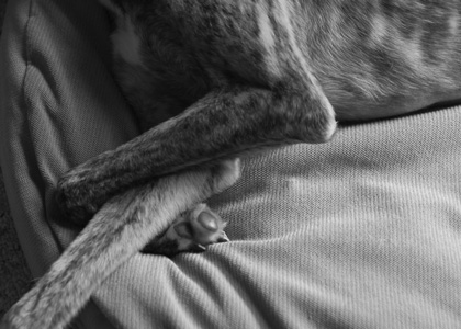 Gracie, sound asleep, makes art