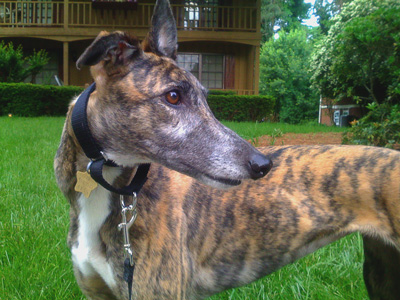 Gracie hears something on a walk down our street