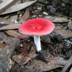 Click here for fun pictures of fungi