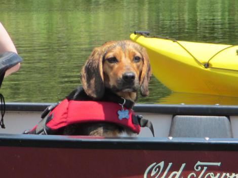 A dog in a canoe. Thanks for the pic, @Burghpunk